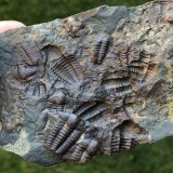 Ellipsocephalus hoffi